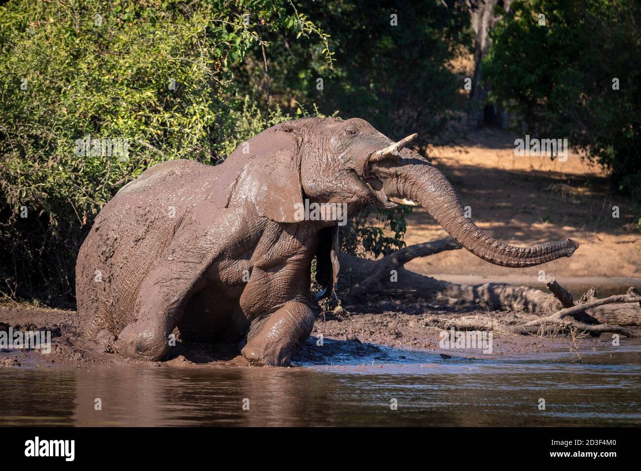 Grand éléphant couvert de boue au bord de Eau dans la rivière Chobe au Botswana Banque D'Images