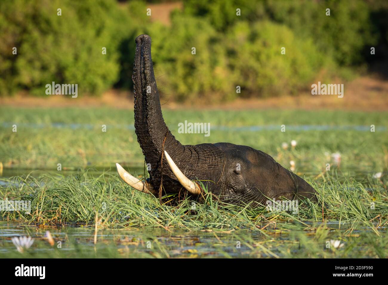 Éléphant debout dans l'eau entouré d'herbe verte avec ses Tronc levé dans la rivière Chobe au Botswana Banque D'Images