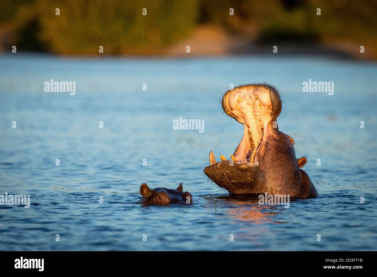 Hippo debout dans l'eau bâillant dans lumière dorée de l'après-midi dedans Rivière Chobe au Botswana Banque D'Images