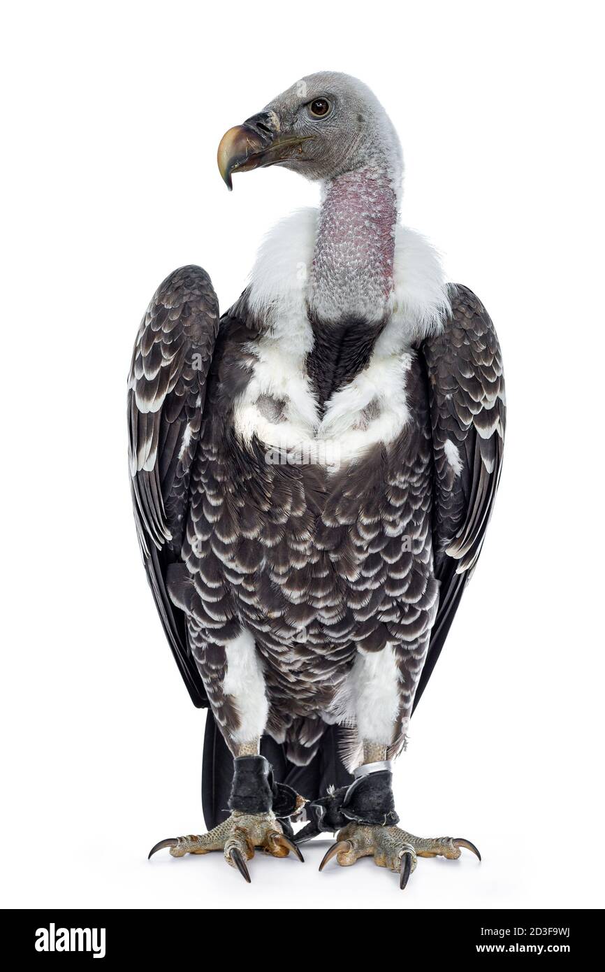 Jeune adulte Rüppell vautour du corps de griffin face à l'avant. Tête vers le haut et tournée vers le côté. Isolé sur fond blanc. Banque D'Images