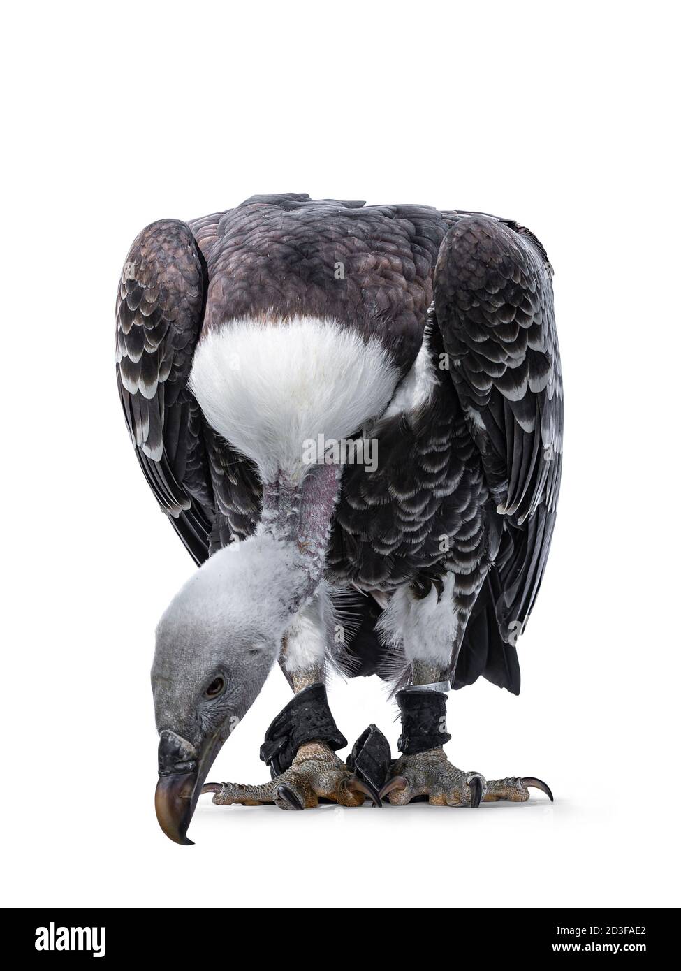 Jeune adulte Rüppell vautour du corps de griffin face à l'avant. La tête est complètement abaissée et aussi en regardant vers le bas. Isolé sur fond blanc. Banque D'Images
