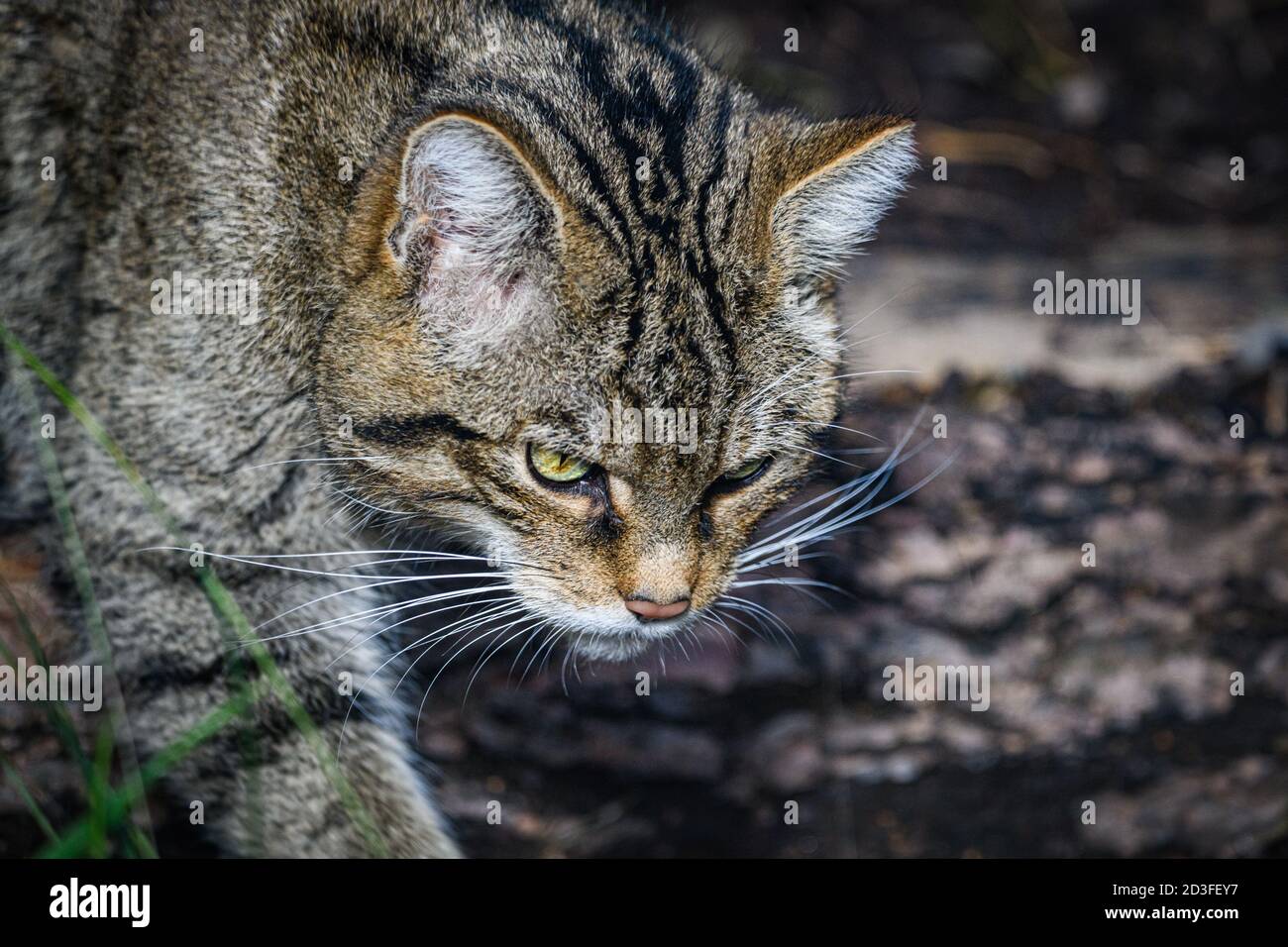 Édimbourg, Royaume-Uni. Mer 7 octobre 2020. Chat sauvage écossais (Felis silsilvestris vestris vestris) au zoo d'Édimbourg, en Écosse. L'espèce est inscrite comme étant critique en Banque D'Images