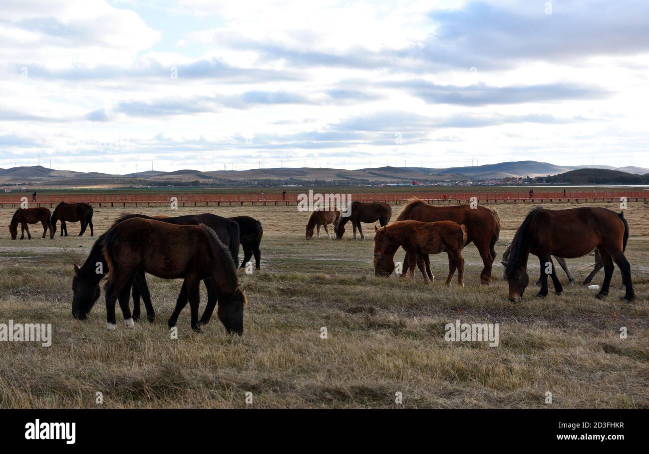 Un troupeau de chevaux se nourrissant dans la prairie contre les collines et les montagnes, en Mongolie intérieure Banque D'Images