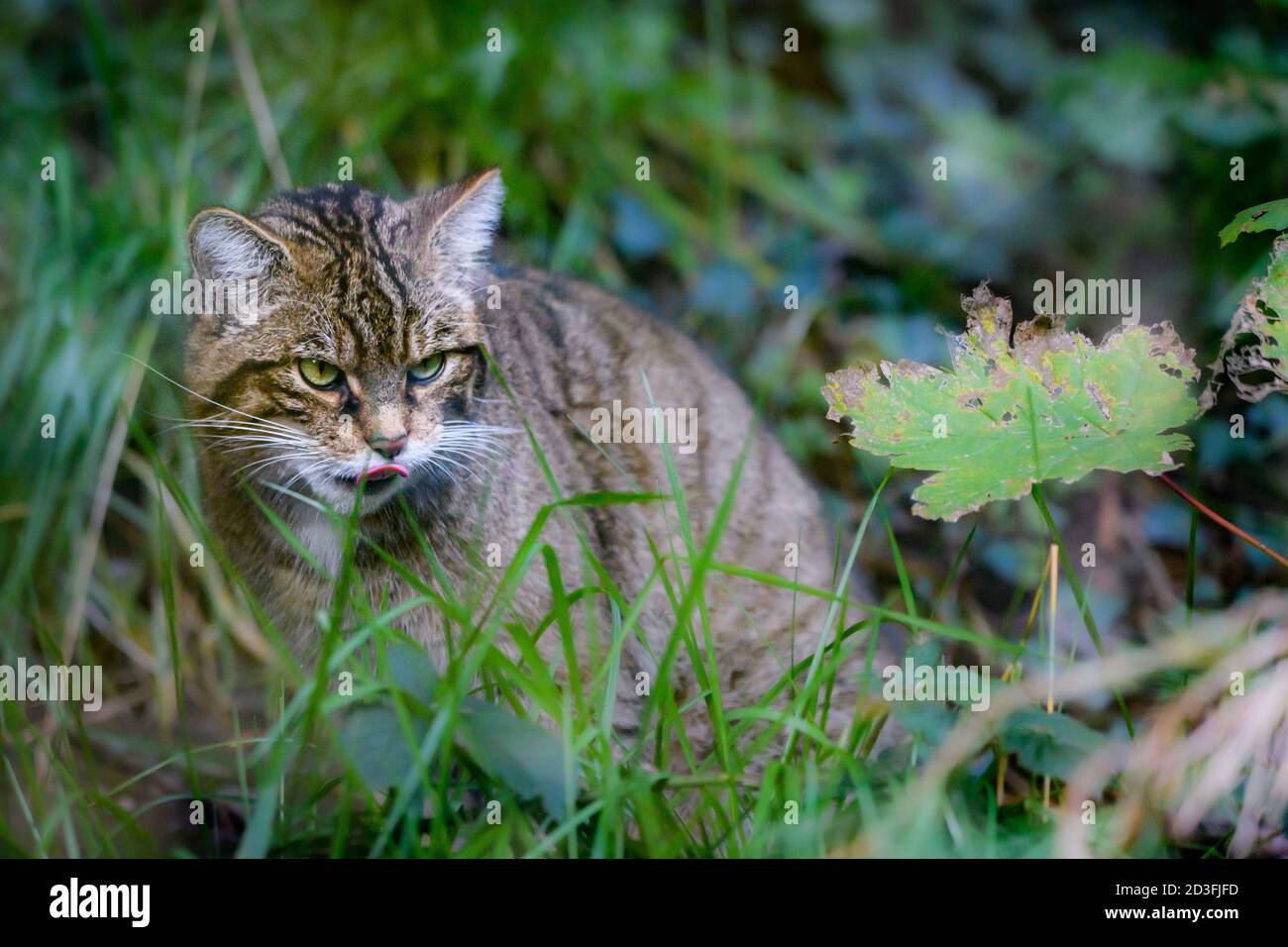 Édimbourg, Royaume-Uni. Mer 7 octobre 2020. Chat sauvage écossais (Felis silsilvestris vestris vestris) au zoo d'Édimbourg, en Écosse. L'espèce est inscrite comme étant critique en Banque D'Images