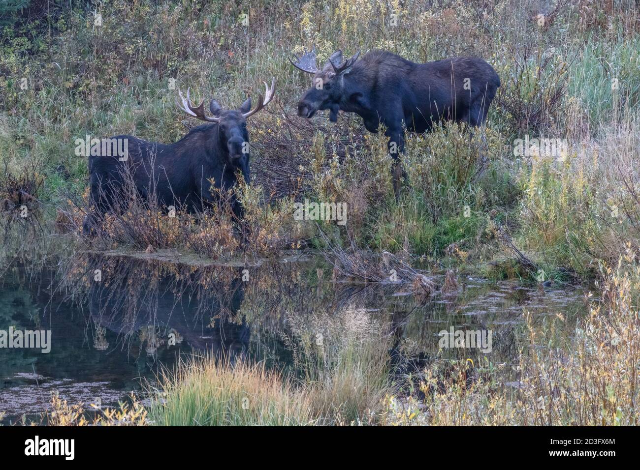 Une paire d'orignaux de taureau dans un étang, Big Cottonwood Canyon, Wasatch Mountains, Utah Banque D'Images