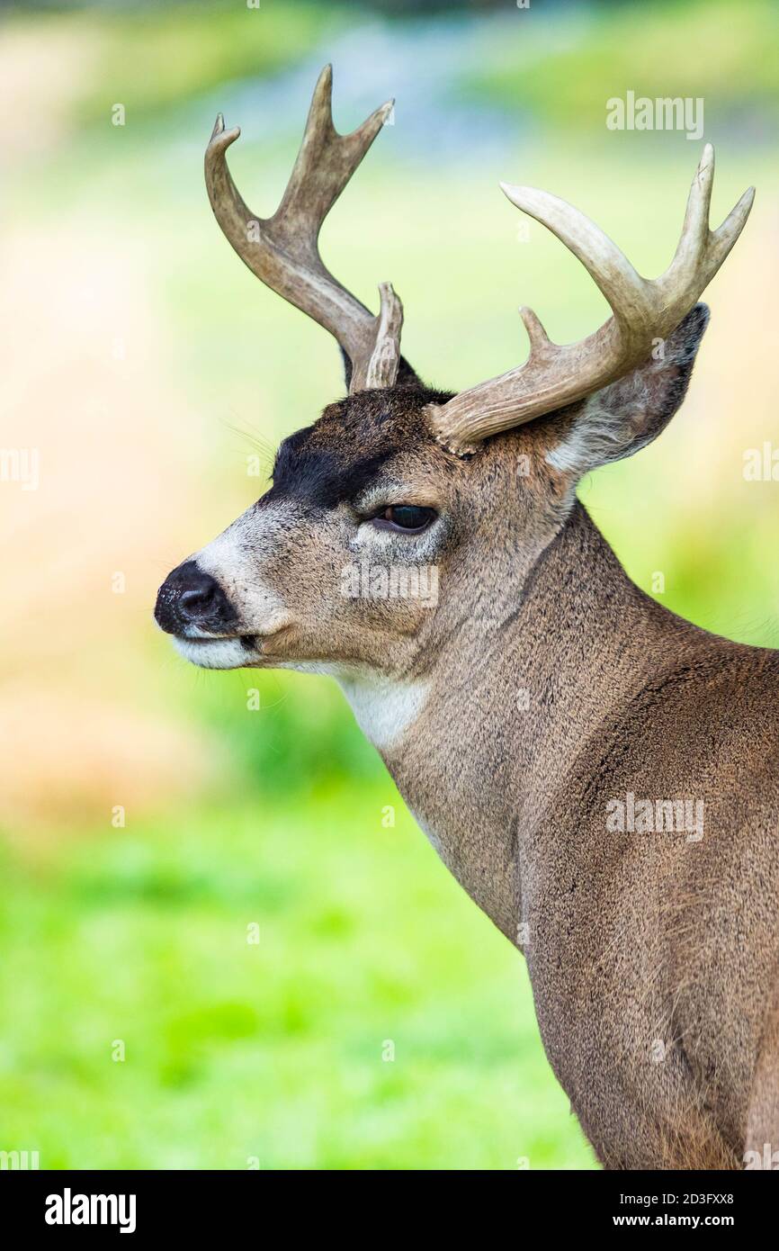 Portrait en gros plan du cerf de Virginie sitka mâle de l'Alaska en été Banque D'Images