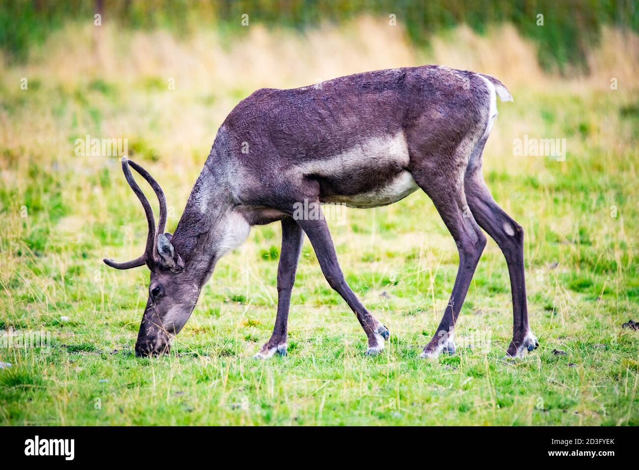 Gros plan portrait de femelle caribou dans le parc national de l'Alaska à été Banque D'Images