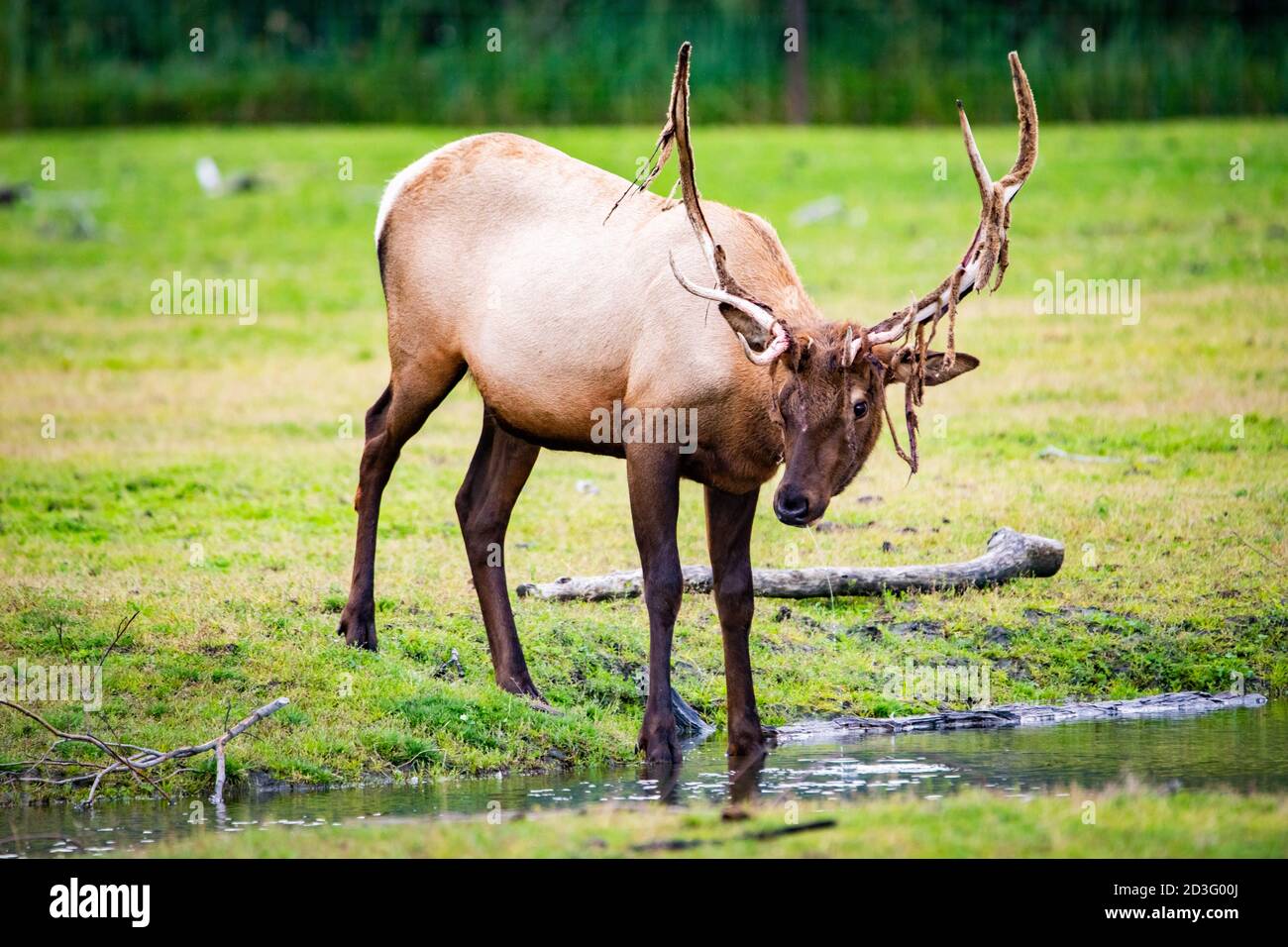 L'eau potable du wapiti mâle dans le parc national de l'Alaska est proche en automne Banque D'Images