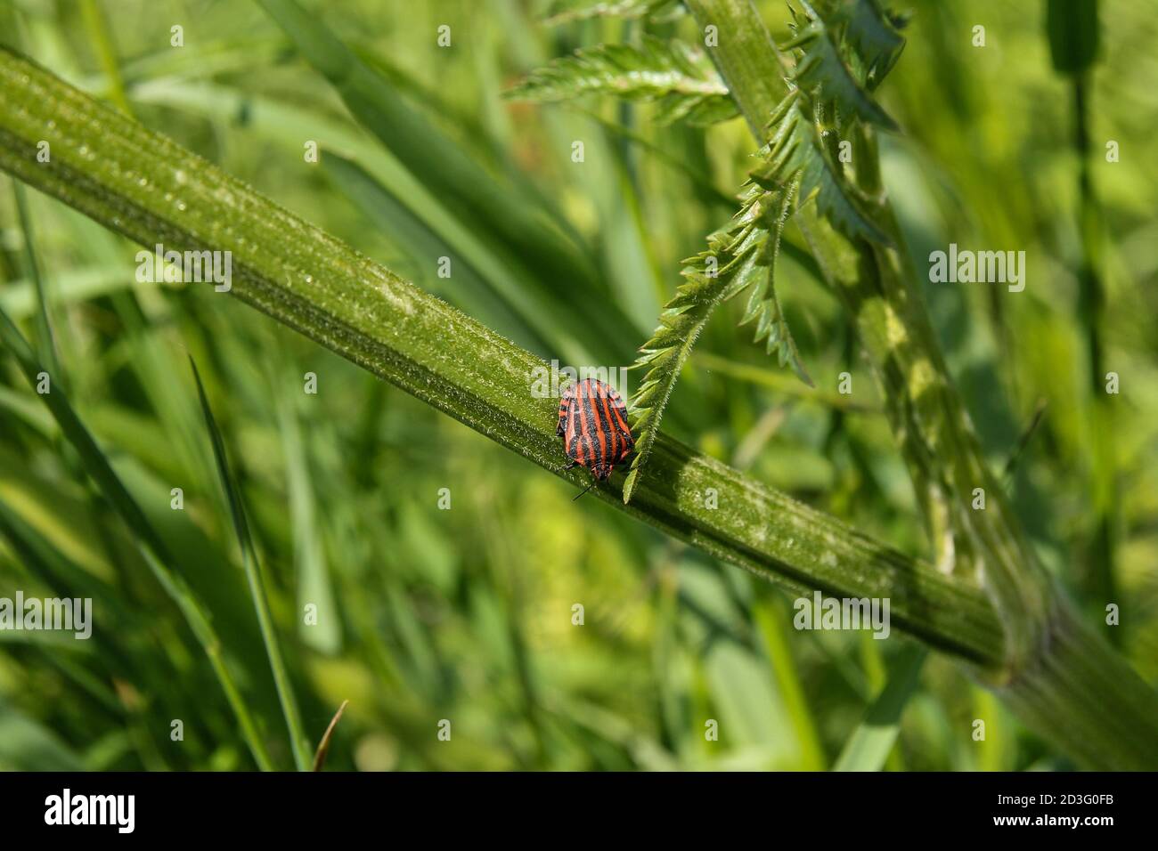 un insecte de bouclier rayé à la tige d'un vert plantez sur le bord à un jour au printemps avec temps chaud dans la campagne hollandaise Banque D'Images