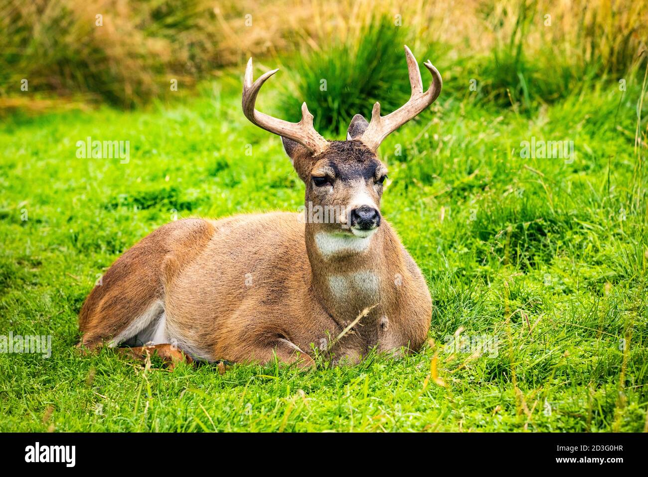 Portrait en gros plan du cerf de Virginie sitka mâle de l'Alaska en été Banque D'Images
