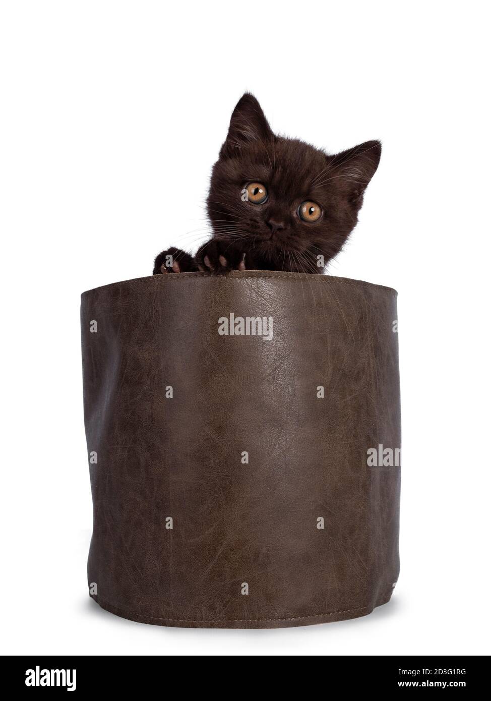 Mignon Chocolat British Shorthair Chat Chaton Assis Face A L Avant Dans Un Sac En Cuir Marron Regarder Par Dessus Le Bord Vers La Camera Avec Les Yeux Orange Isole Sur Photo Stock