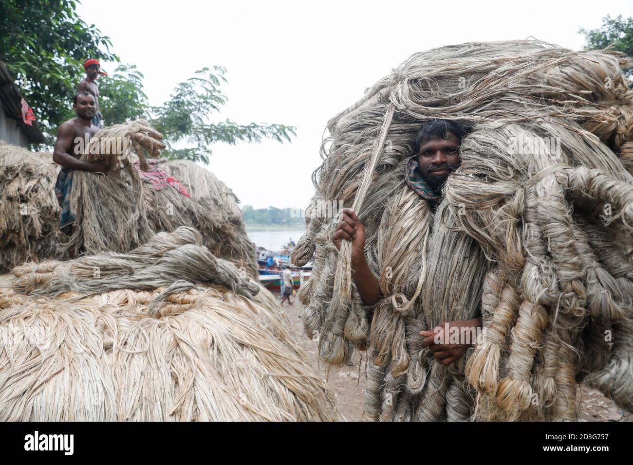 Un négociant bangladais le transporte juste après la collecte auprès des agriculteurs de Manikganj, au Bangladesh. Banque D'Images