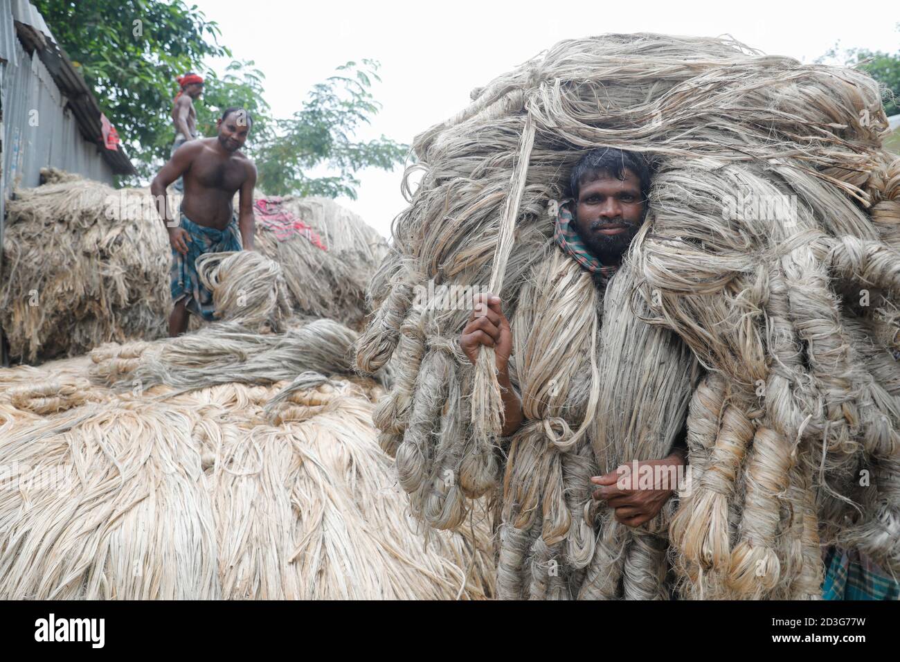 Un négociant bangladais le transporte juste après la collecte auprès des agriculteurs de Manikganj, au Bangladesh. Banque D'Images