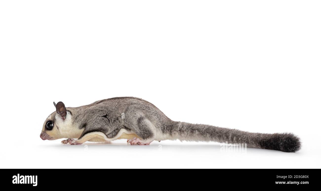 Adorable Sugar Glider aka Petourus breviceps pied des voies