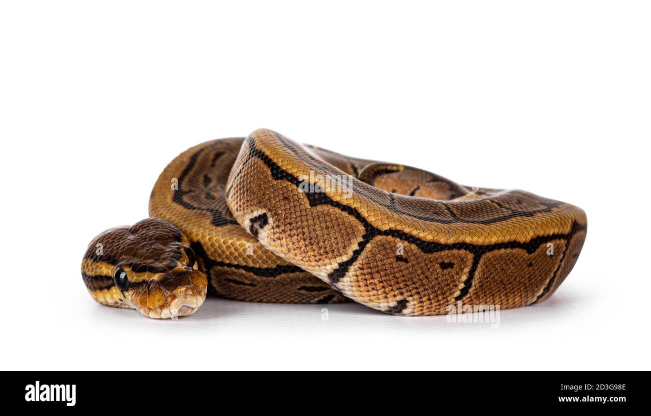 Serpent de balpython à fines rayures alias Python regius, maudit. Caméra frontale détaillée. Isolé sur fond blanc. Banque D'Images