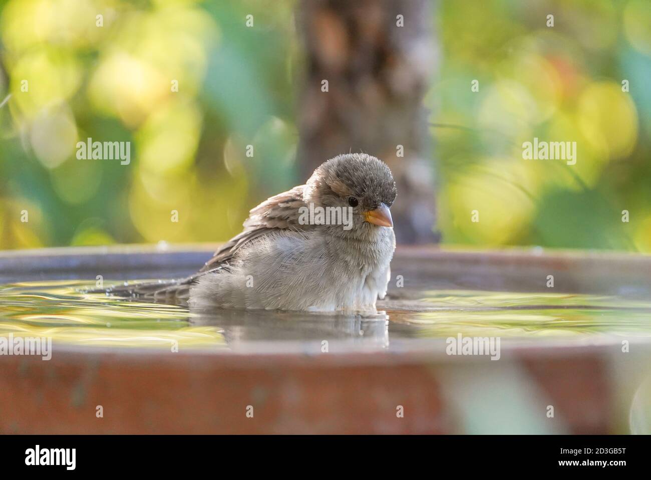 La jeune maison Sparrow a pris un bain dans un bol d'eau dans le jardin. Banque D'Images