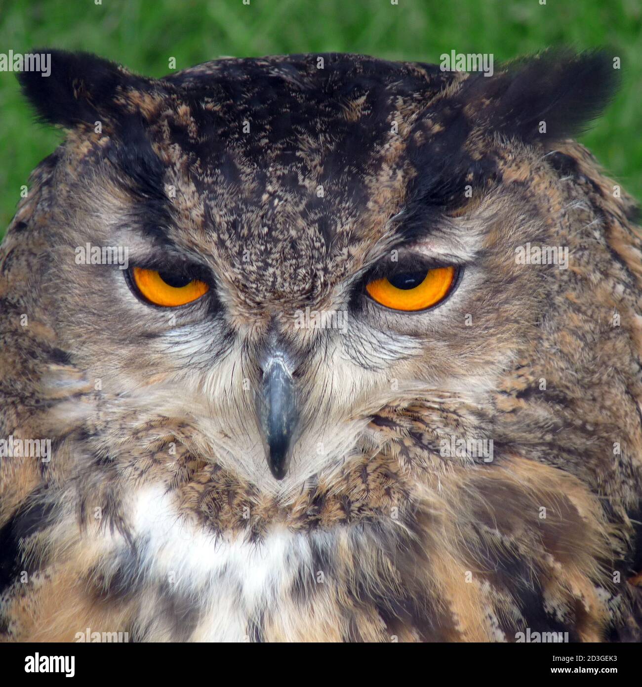 Hibou de l'aigle eurasien - visage uniquement Banque D'Images