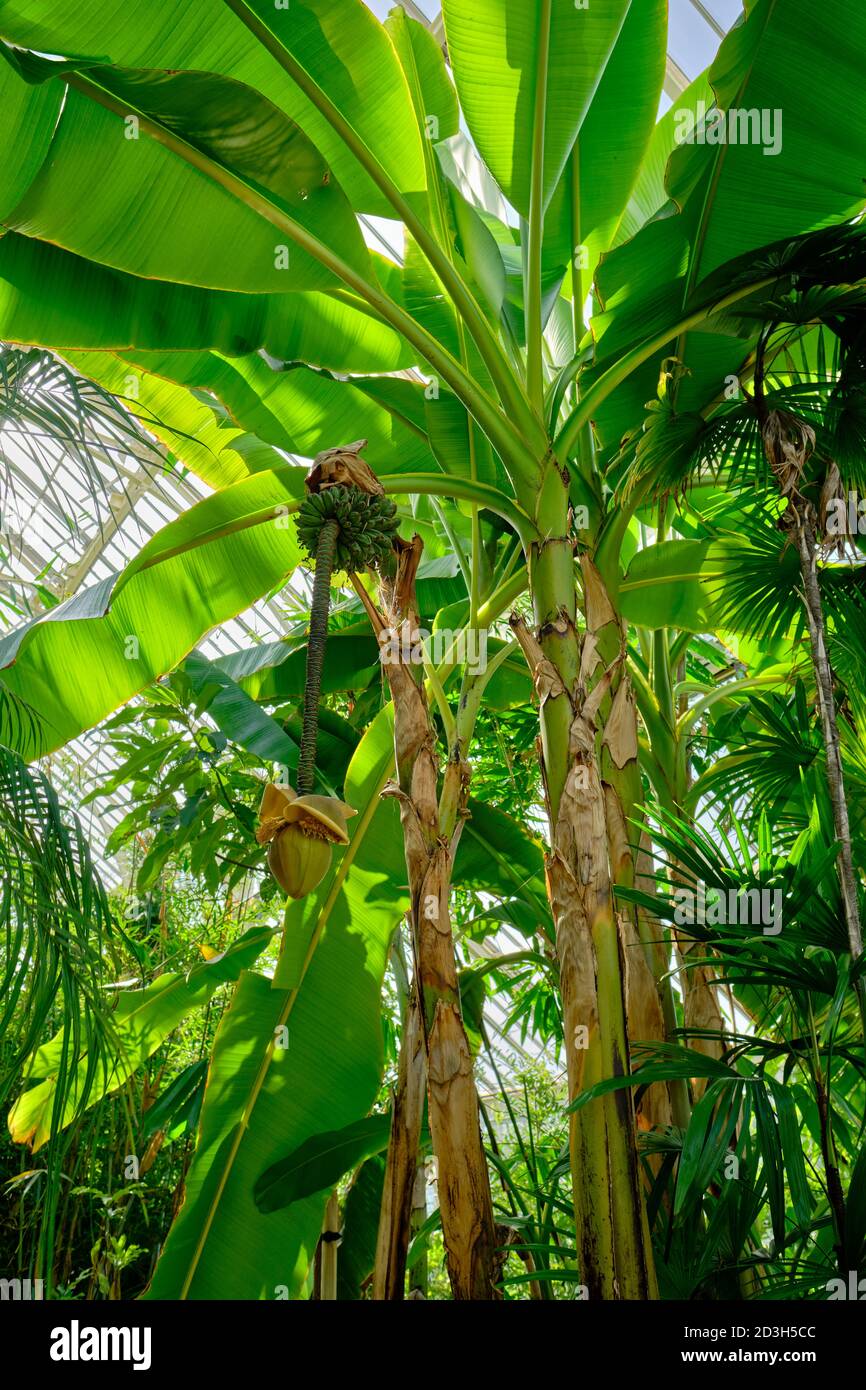 Végétation tropicale végétation luxuriante au Palm House dans les jardins botaniques royaux, Kew à Richmond upon Thames. Banque D'Images