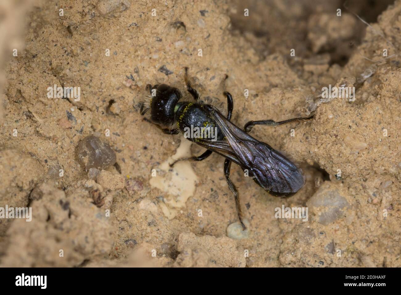 Hahnenfuß-Scherenbiene, Hahnenfuss-Scherenbiene, Scherenbiene, Scherenbienen, Weibchen, sammelt Lehm für den Niströhren-Verschluss, Chelostoma floriso Banque D'Images