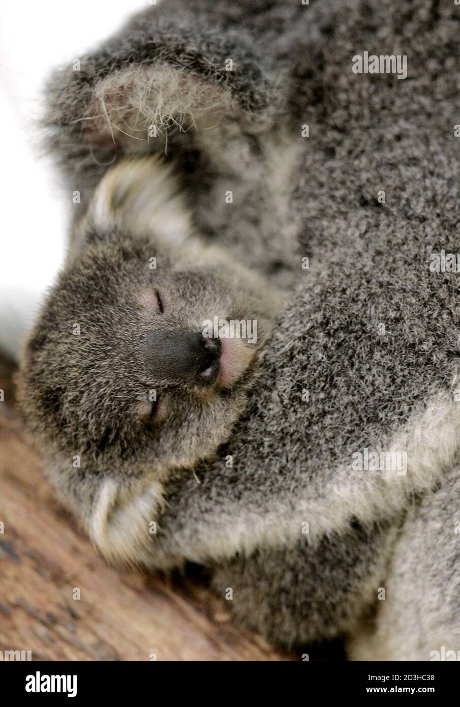 Un Bebe Koala Nomme Cooee Est Tenu Par Sa Mere Au Zoo De Taronga A Sydney Le 26 Juillet 04 Les Activistes Pour Animaux Ont Exhorte Les Gouvernements A Faire De La