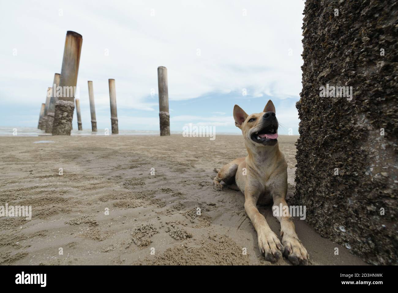 chien domestique se reposant sur une plage de sable Banque D'Images