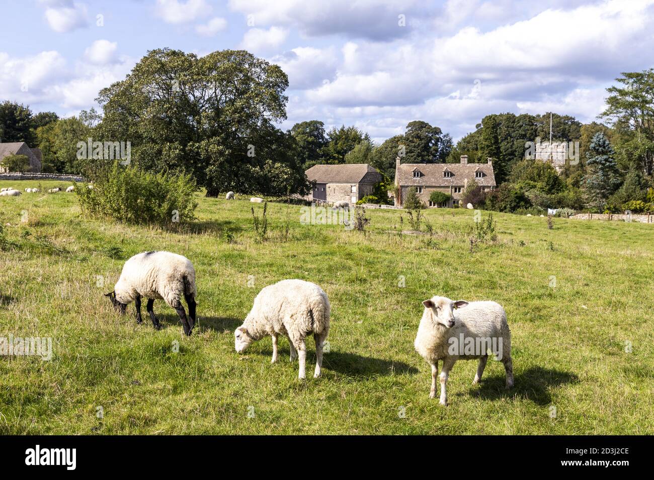 Moutons paissant à la lisière du village de Miserden, Gloucestershire, Royaume-Uni Banque D'Images