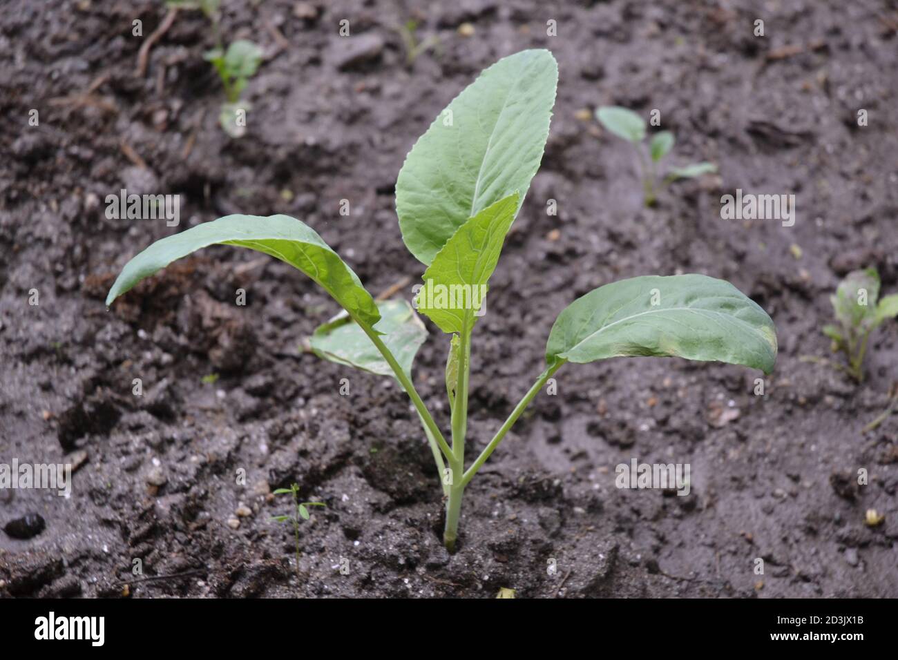 une plantule de fleur de cauli dans un jardin. Banque D'Images