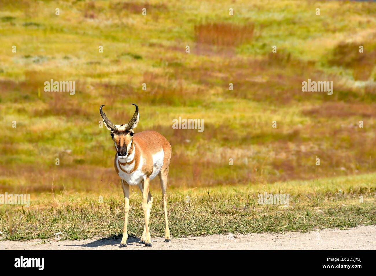 Pronghorn ou Antelope au parc national de Custer, Dakota du Sud. Banque D'Images