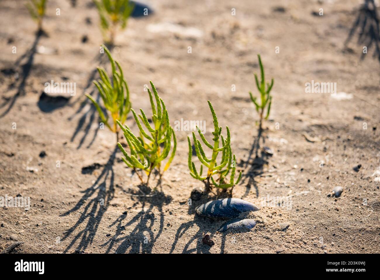 Végétation fraîche traversant le sable à marée basse à Traeth Dutas, Anglesey, pays de Galles Banque D'Images