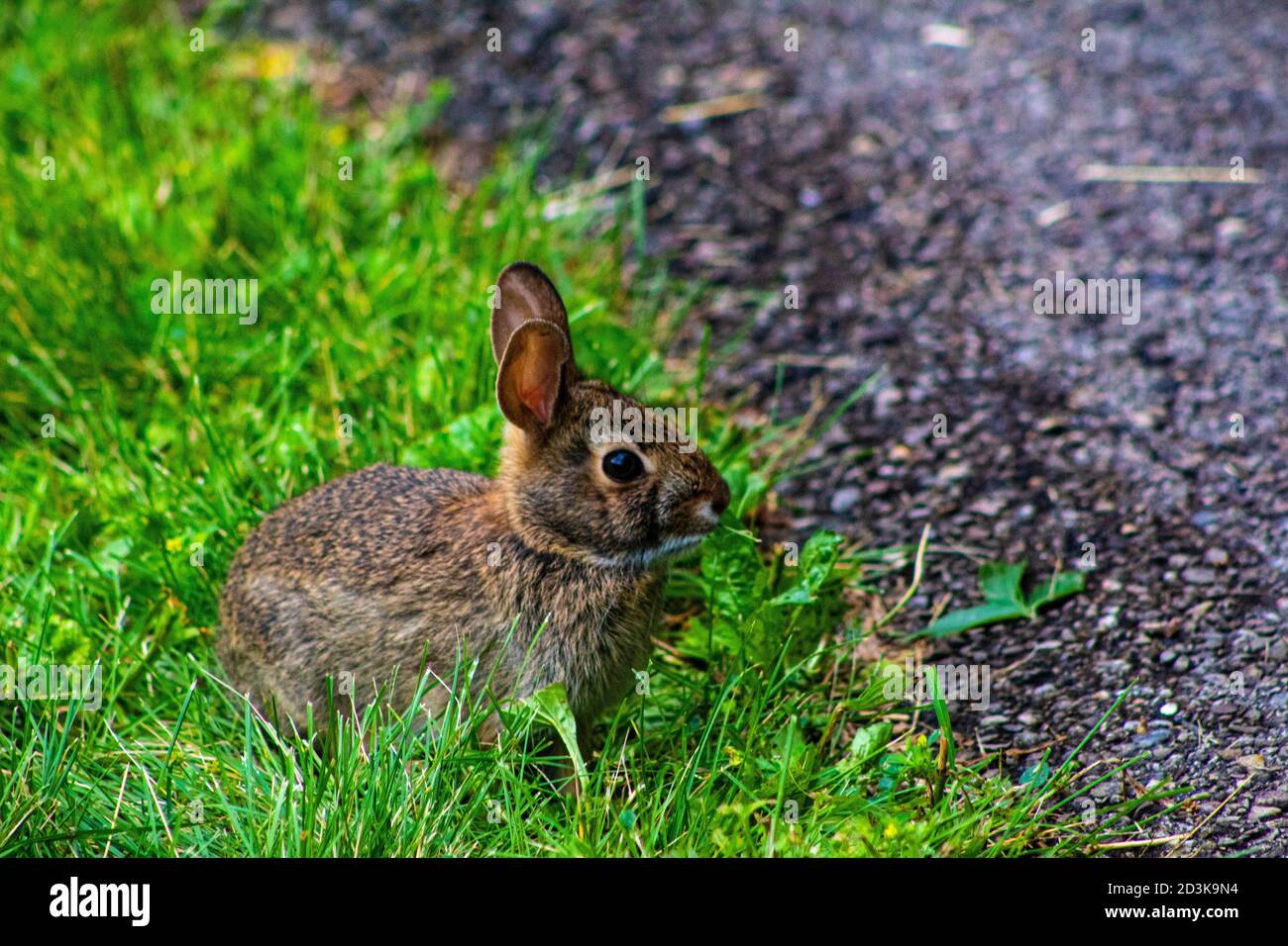 Un joli petit lapin brun sur le point de traverser le sentier. Banque D'Images