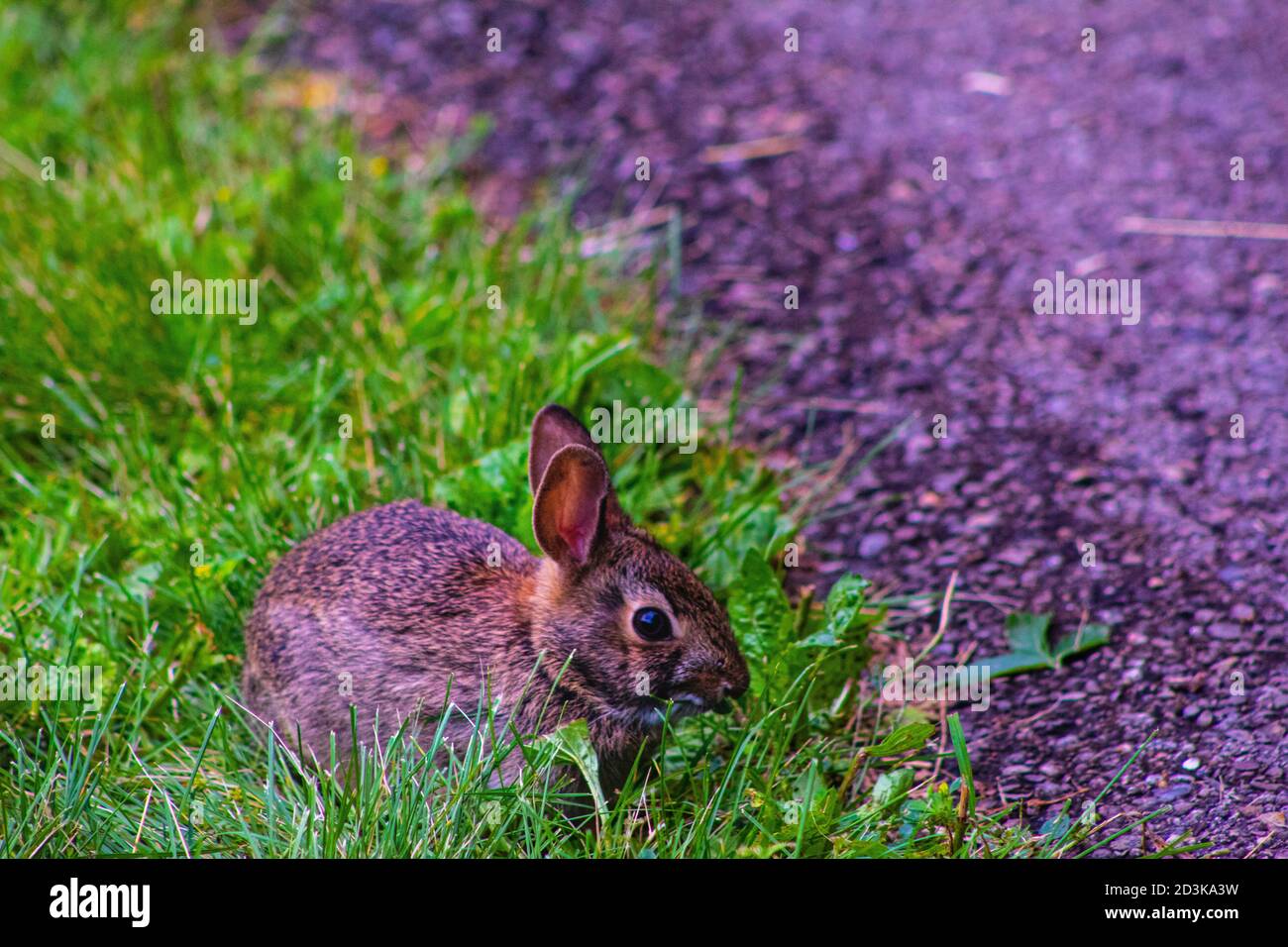 Un joli petit lapin brun sur le point de traverser le sentier. Banque D'Images