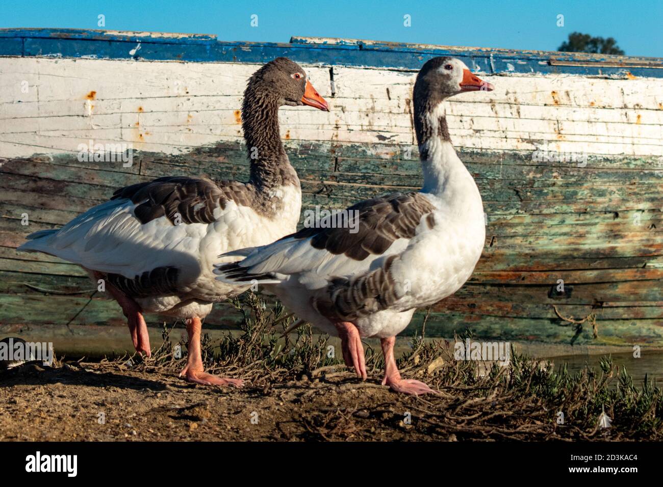 Les Oies regardent du côté droit avec un bateau abandonné en arrière-plan Banque D'Images