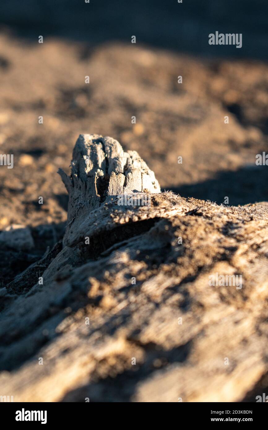 Détail de la texture d'une bûche enfouie dans le sable Banque D'Images