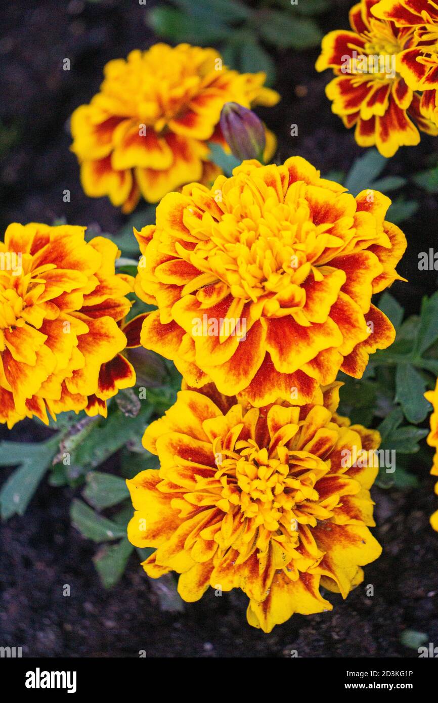 Délicate marigolds orange-jaune sur un lit de fleurs dans un parc. Banque D'Images