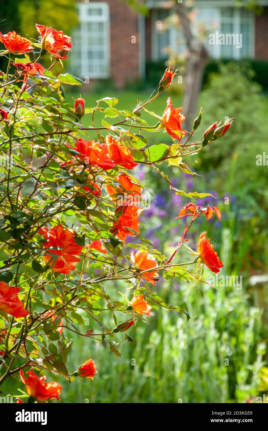 Gros plan d'un rosier avec des roses orange (« Warm Welcome ») dans un jardin à l'avant, un jour ensoleillé d'été, West Sussex, Royaume-Uni. Banque D'Images