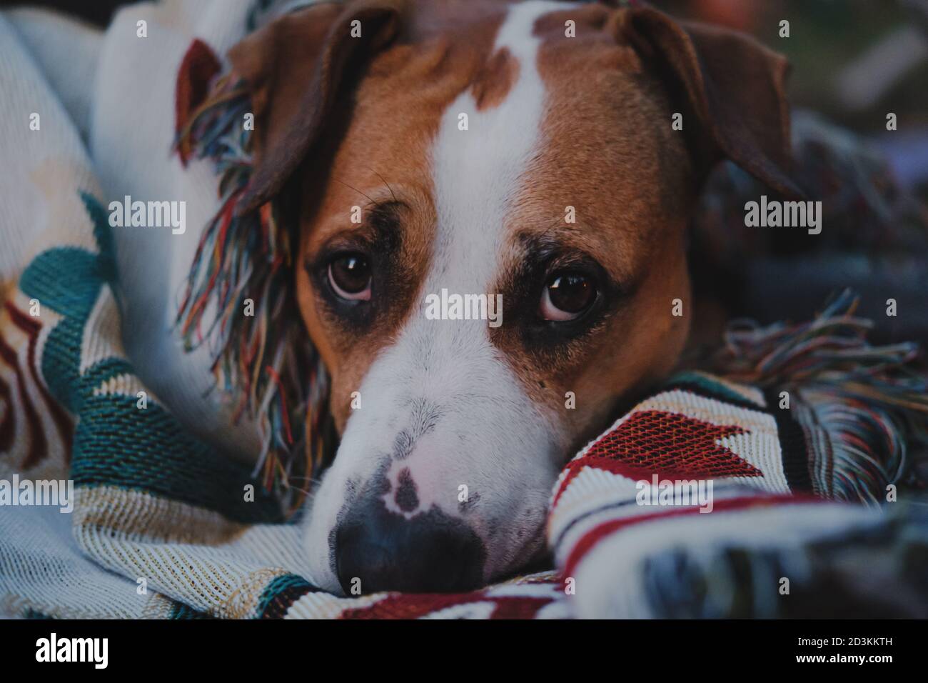 Gros plan d'un chien dans une couverture extérieure. Image clé d'un chien  terrier du staffordshire qui se repose à l'extérieur, randonnée ou camping  Photo Stock - Alamy