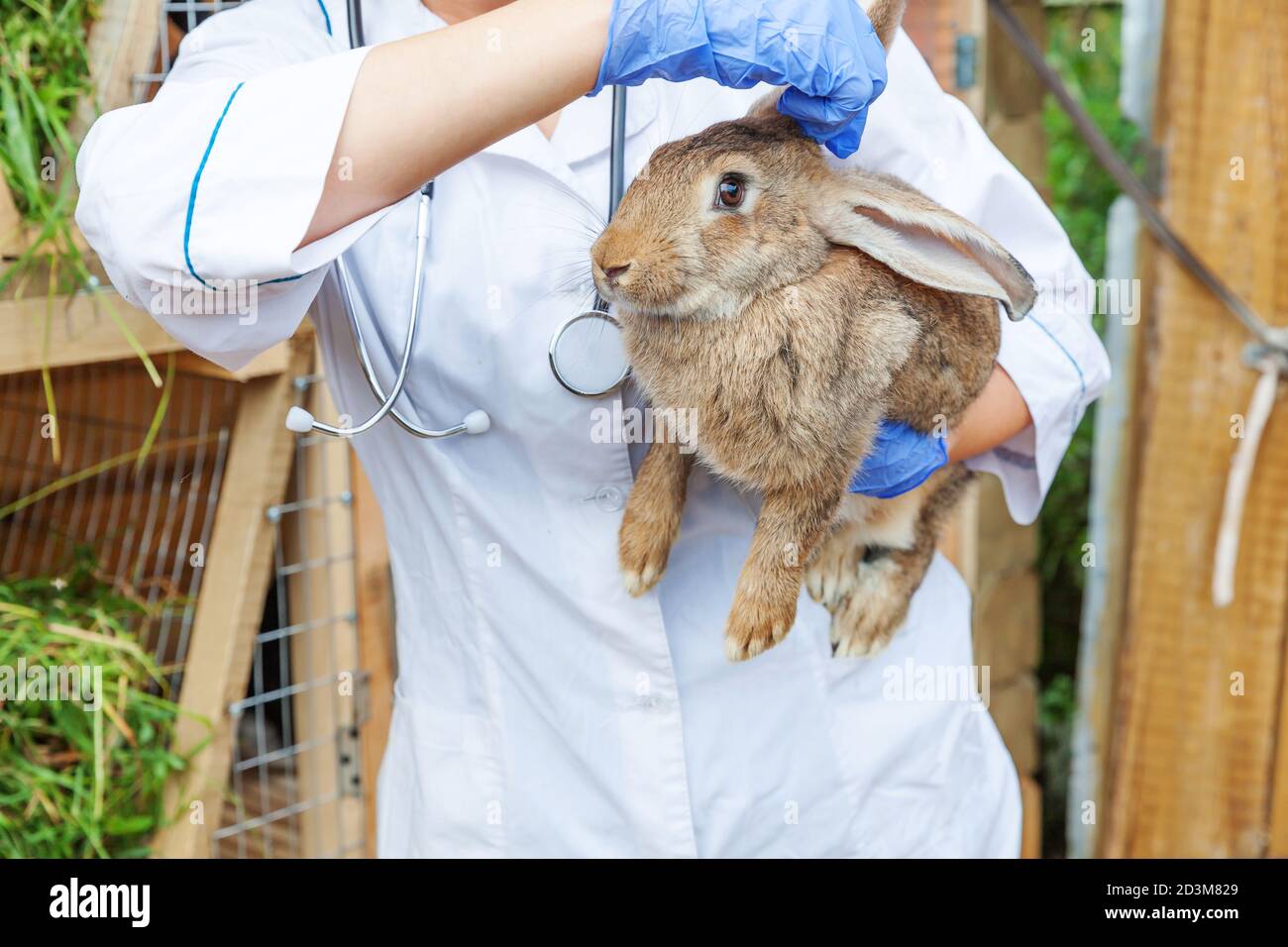 Femme vétérinaire avec stéthoscope tenant et examinant lapin sur le fond de ranch gros plan. Bunny dans les mains de vétérinaire pour vérifier dans la ferme écologique naturelle. Le concept de soin des animaux et d'agriculture écologique Banque D'Images