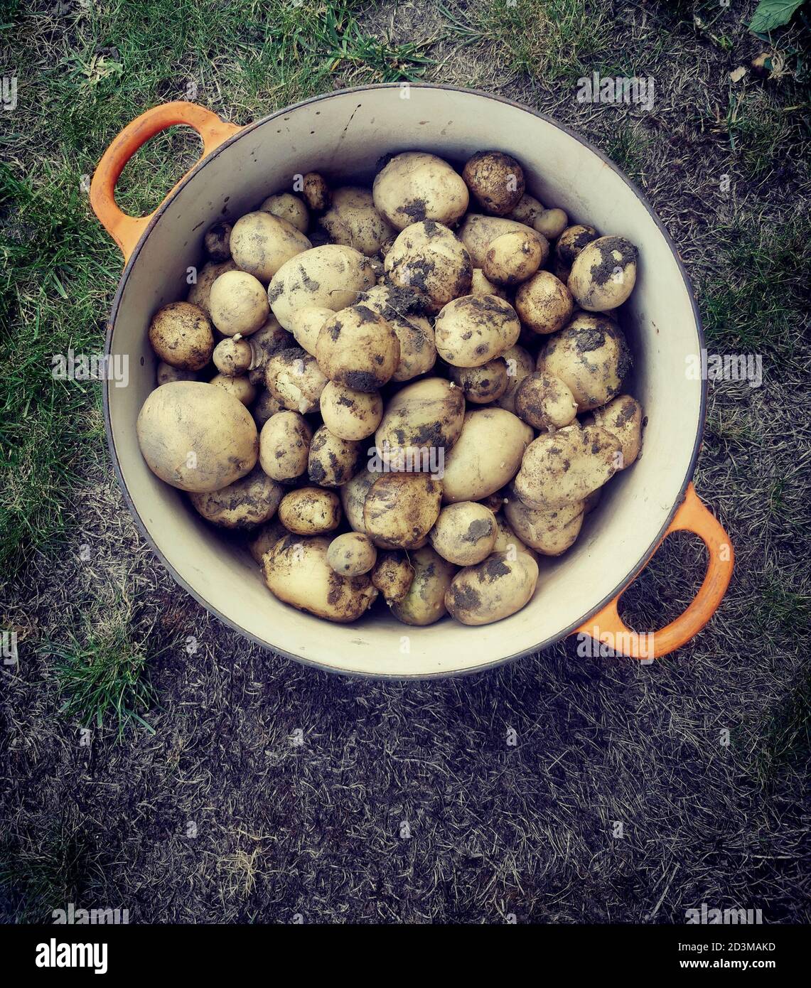 Pot avec poignées orange contenant les pommes de terre fraîchement cuites avec terre Banque D'Images