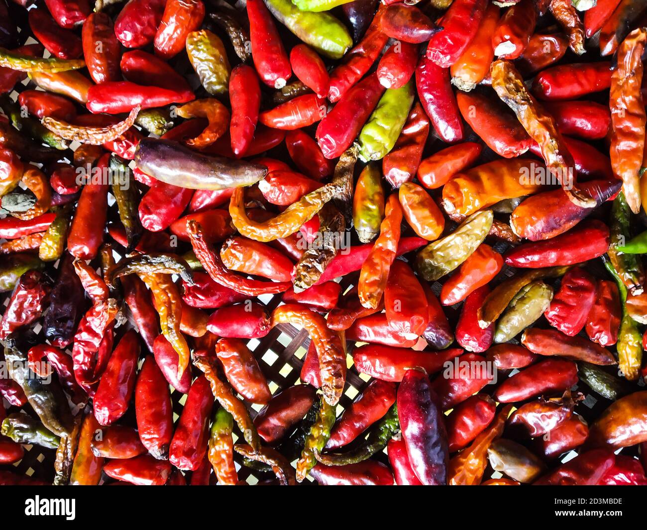 Piments rouges très épicés conservés pour sécher. Bhut jolokia ( bhoot jolokia ) avec piment sec. Le Bhut jolokia, également connu sous le nom de poivre fantôme, piment fantôme. Banque D'Images