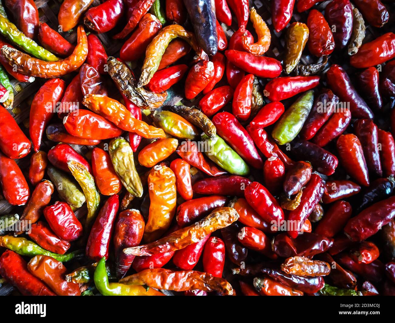 Piments rouges très épicés conservés pour sécher. Bhut jolokia ( bhoot jolokia ) avec piment sec. Le Bhut jolokia, également connu sous le nom de poivre fantôme, piment fantôme. Banque D'Images
