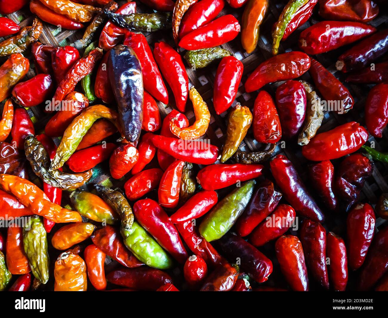 Piments rouges très épicés conservés pour sécher. Bhut jolokia ( bhoot jolokia ) avec piment sec. Le Bhut jolokia, également connu sous le nom de poivre fantôme, piment fantôme. Banque D'Images