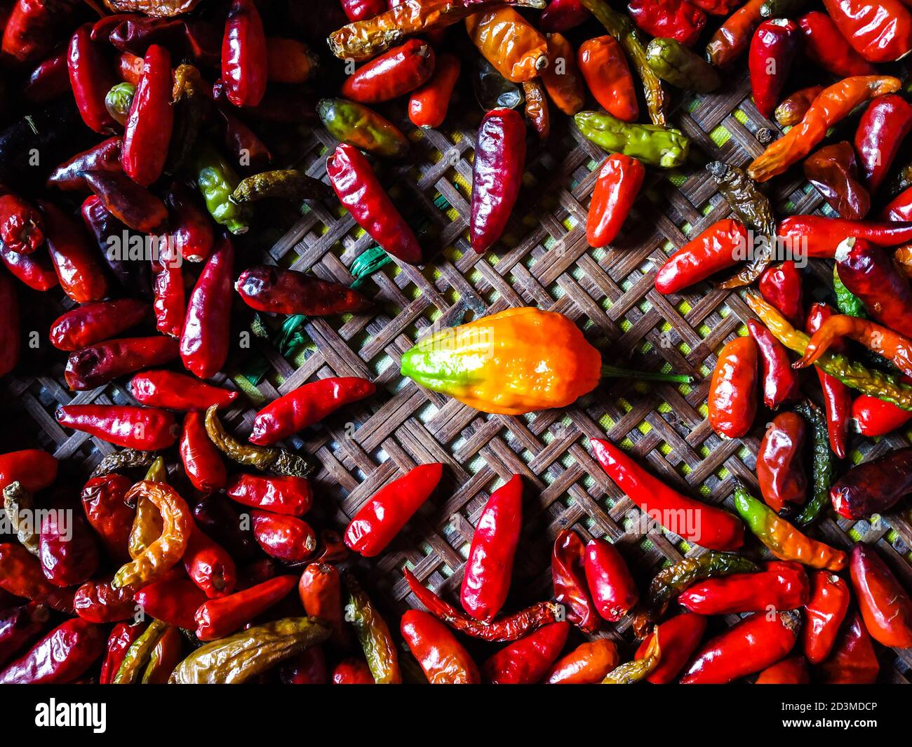 Piments rouges très épicés conservés pour sécher. Bhut jolokia ( bhoot jolokia ) avec piment sec. Le Bhut jolokia, également connu sous le nom de poivre fantôme, piment fantôme. Banque D'Images