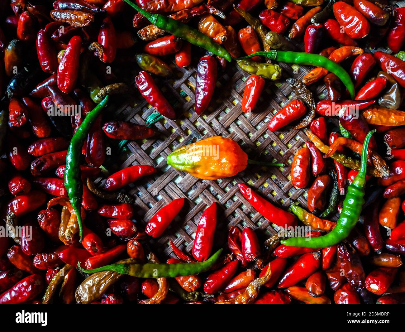 Piments rouges très épicés conservés pour sécher. Bhut jolokia ( bhoot jolokia ) avec piment sec. Le Bhut jolokia, également connu sous le nom de poivre fantôme, piment fantôme. Banque D'Images
