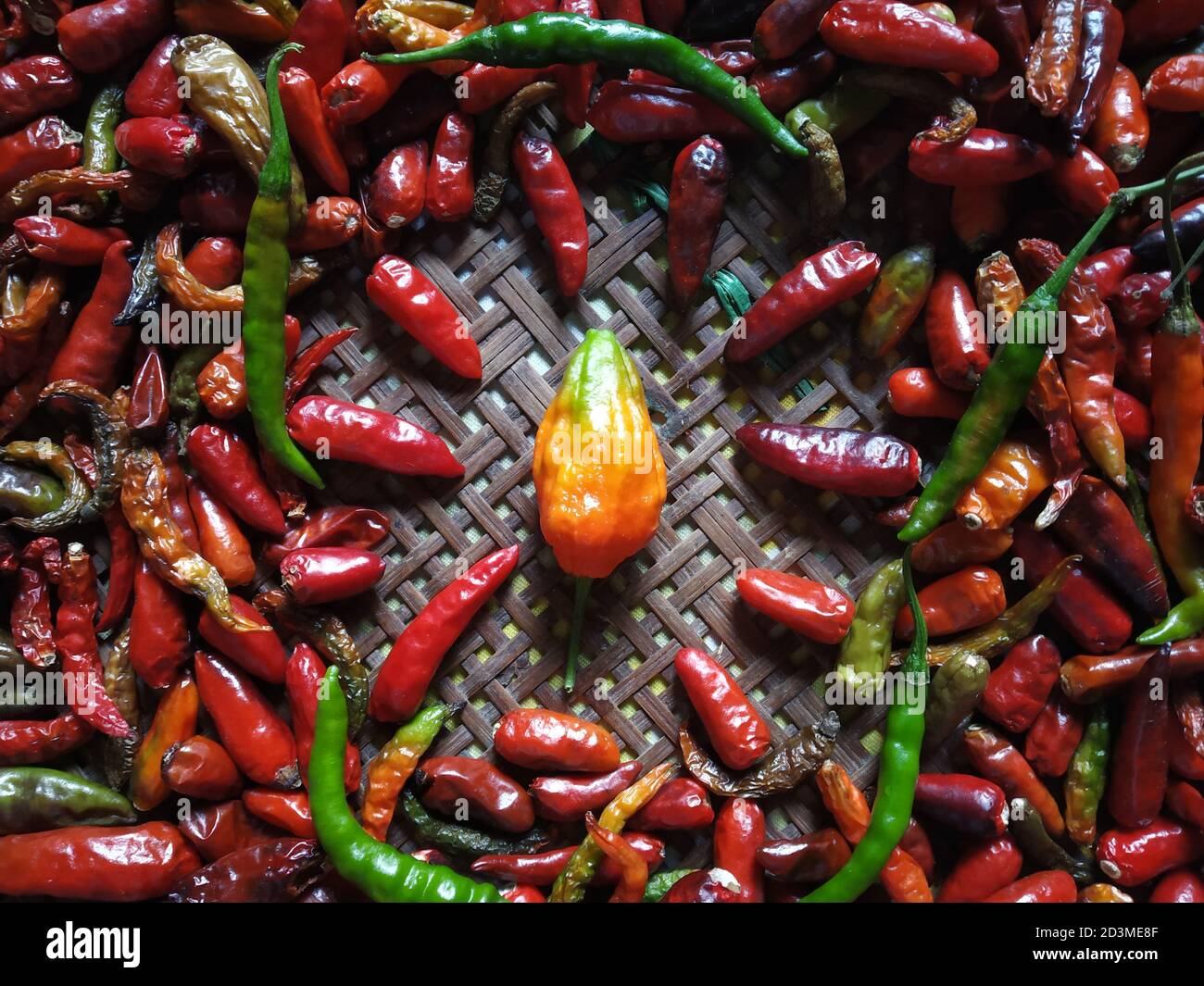 Piments rouges très épicés conservés pour sécher. Bhut jolokia ( bhoot jolokia ) avec piment sec. Le Bhut jolokia, également connu sous le nom de poivre fantôme, piment fantôme. Banque D'Images