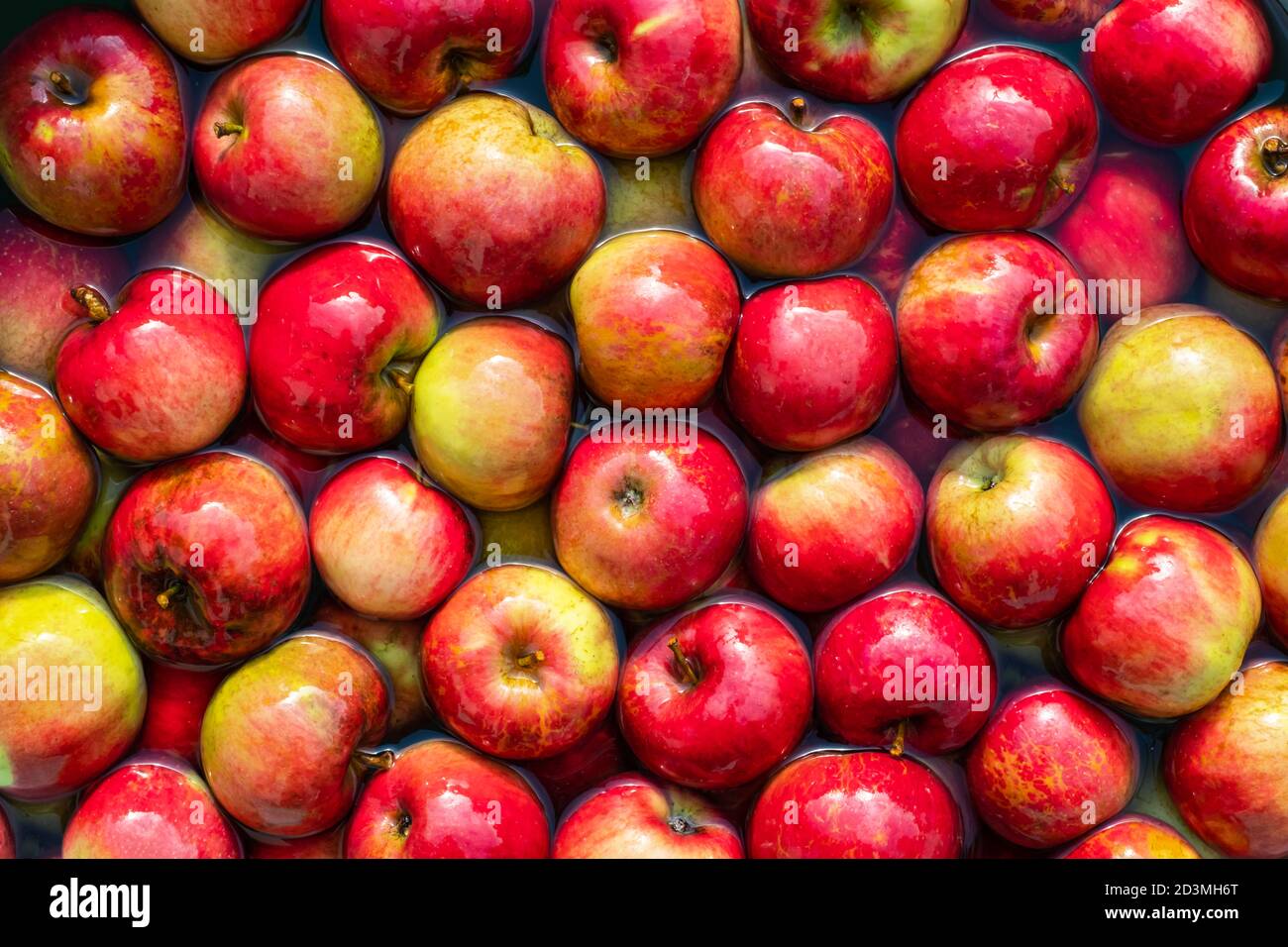 Pommes rouges de son propre jardin dans l'eau de près. Nature bio environnement alimentaire Banque D'Images