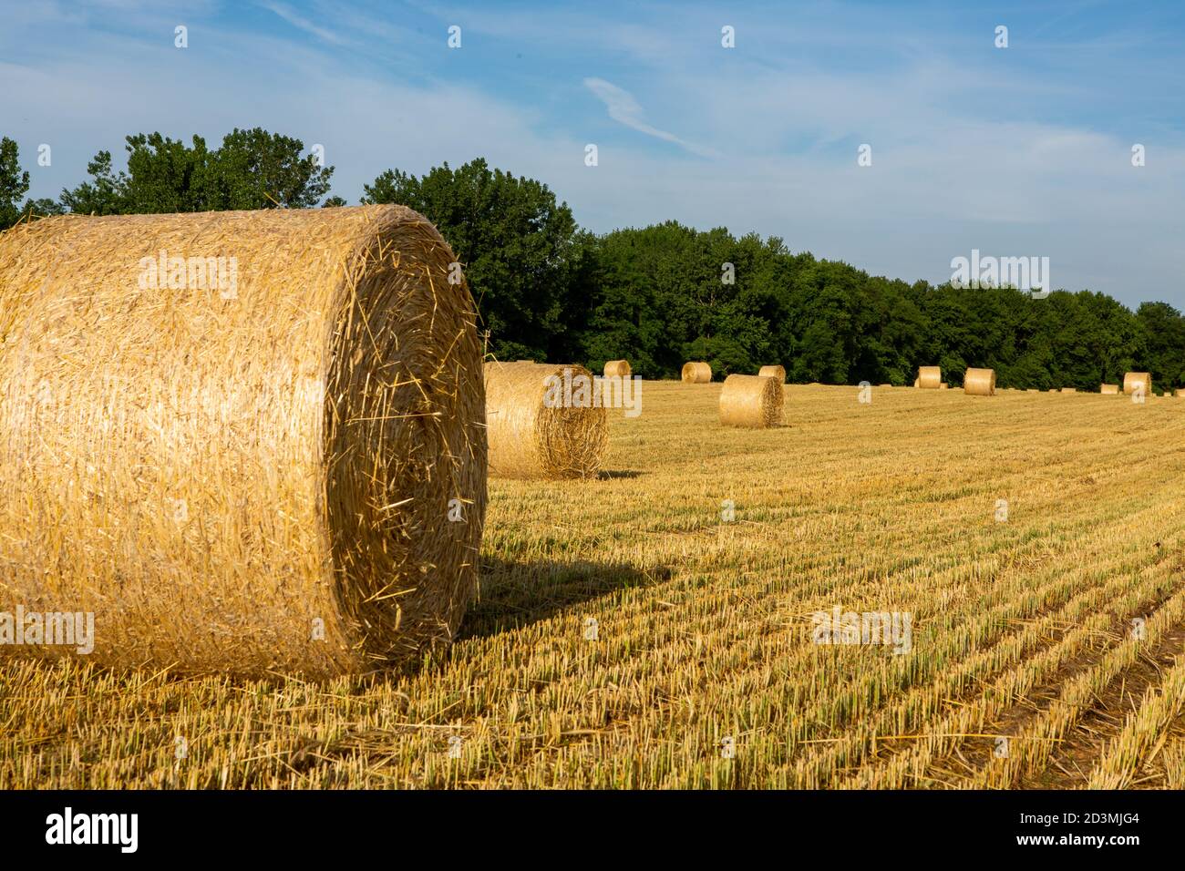 Balles de foin récoltées dans le champ Banque D'Images
