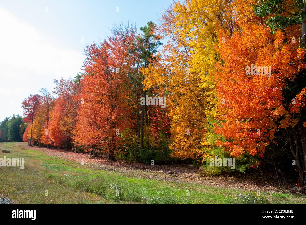 Feuillage d'automne du Maine 2020 Banque D'Images