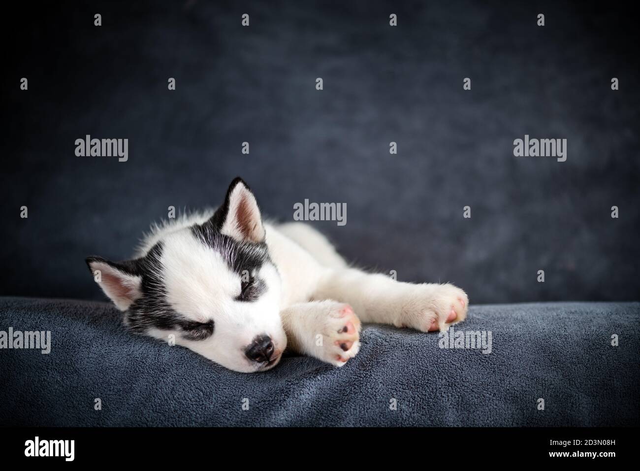 Un petit chien blanc chiot race husky sibérien avec de beaux yeux bleus dormir sur le tapis gris. Photographie de chiens et d'animaux de compagnie Banque D'Images