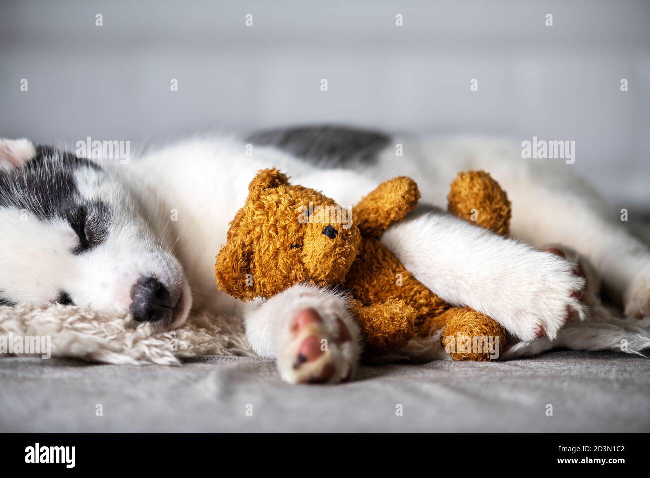 Un petit chien blanc chiot race husky sibérien avec de beaux yeux bleus se pose sur le tapis gris avec jouet ours. Photographie de chiens et d'animaux de compagnie Banque D'Images