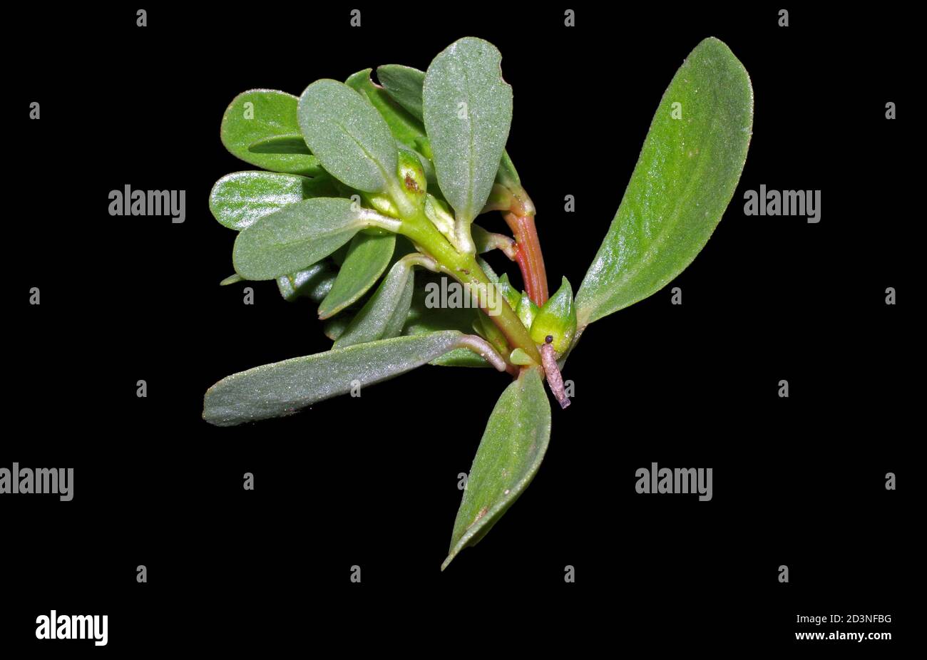 Les feuilles de la Purslane (portulaca oleracea) sont rapprochées Banque D'Images